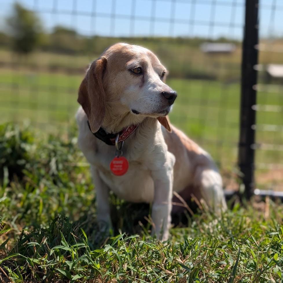 Enlarge Mick, a Adoptable mixed breed in Nowata, OK image 2/3