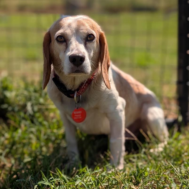 Enlarge Mick, a Adoptable mixed breed in Nowata, OK image 3/3