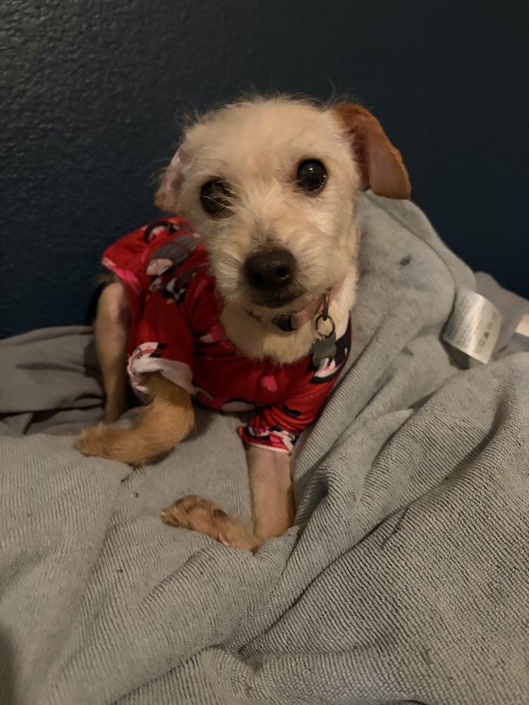 Bella, Adoptable, Adult Female Jack Russell Terrier & Schnauzer.