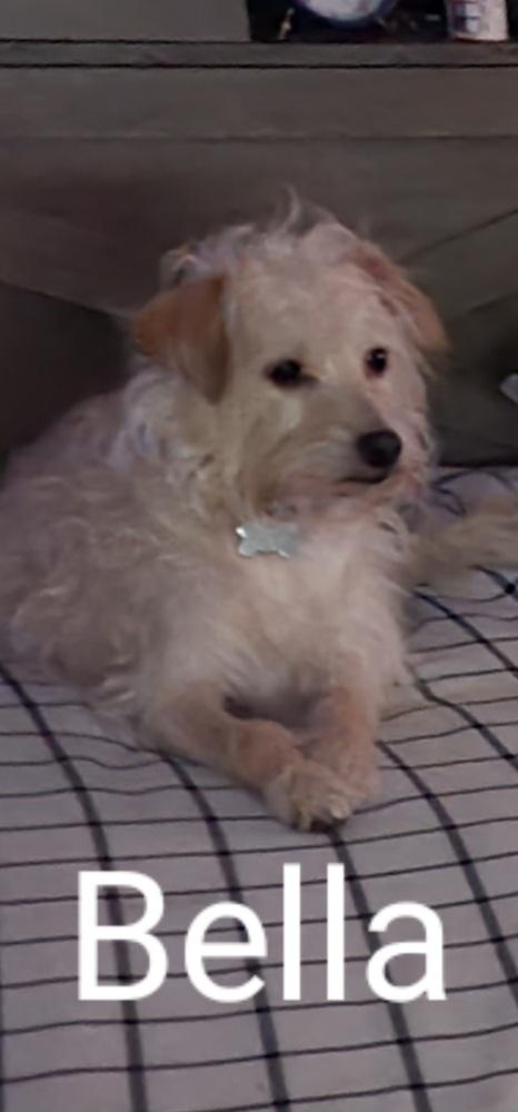 Enlarge Bella, a Adoptable mixed breed in New Braunfels, TX image 2/2