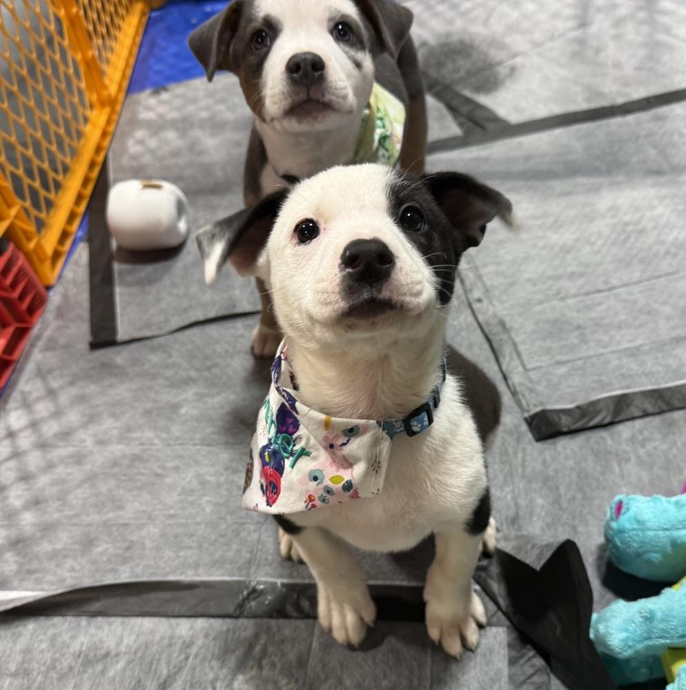 Asher, Adoptable, Puppy Male Pit Bull Terrier & Australian Shepherd.