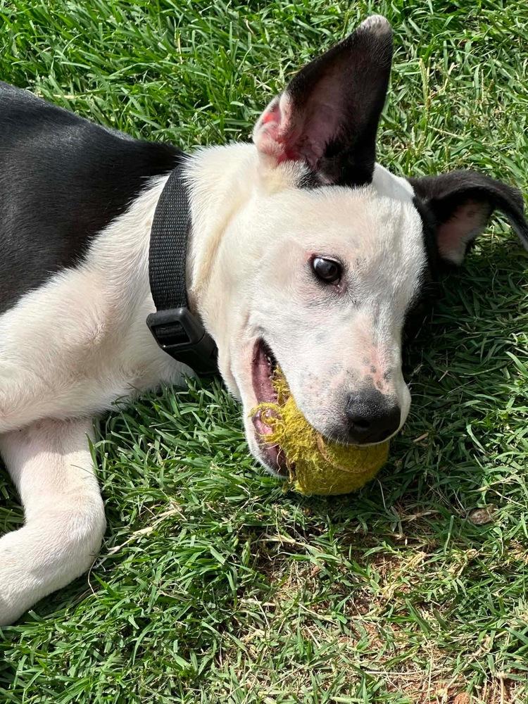 Asher, Adoptable, Puppy Male Pit Bull Terrier & Australian Shepherd.