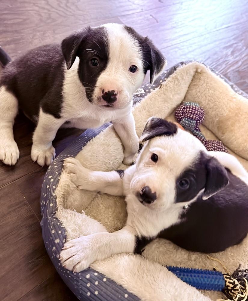 Asher, a Adoptable mixed breed in Warr Acres, OK image 3/6