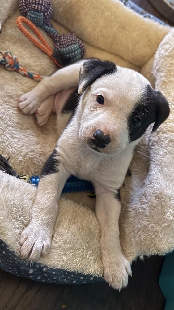 Asher, a Adoptable mixed breed in Warr Acres, OK image 4/6