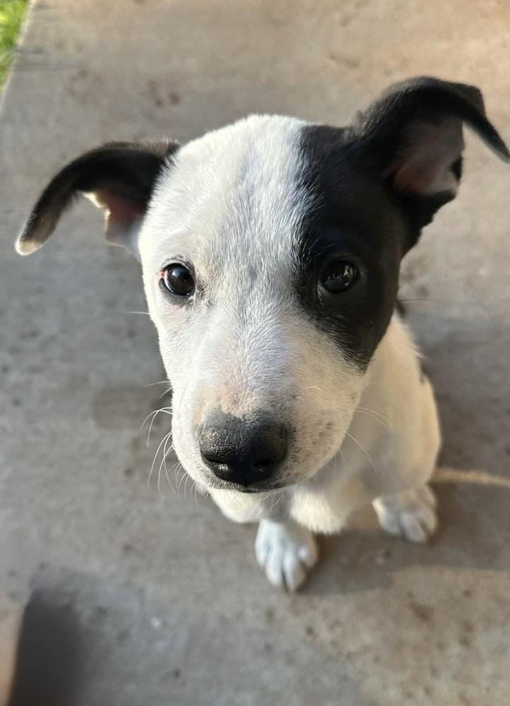 Enlarge Asher, a Adoptable mixed breed in Warr Acres, OK image 2/6