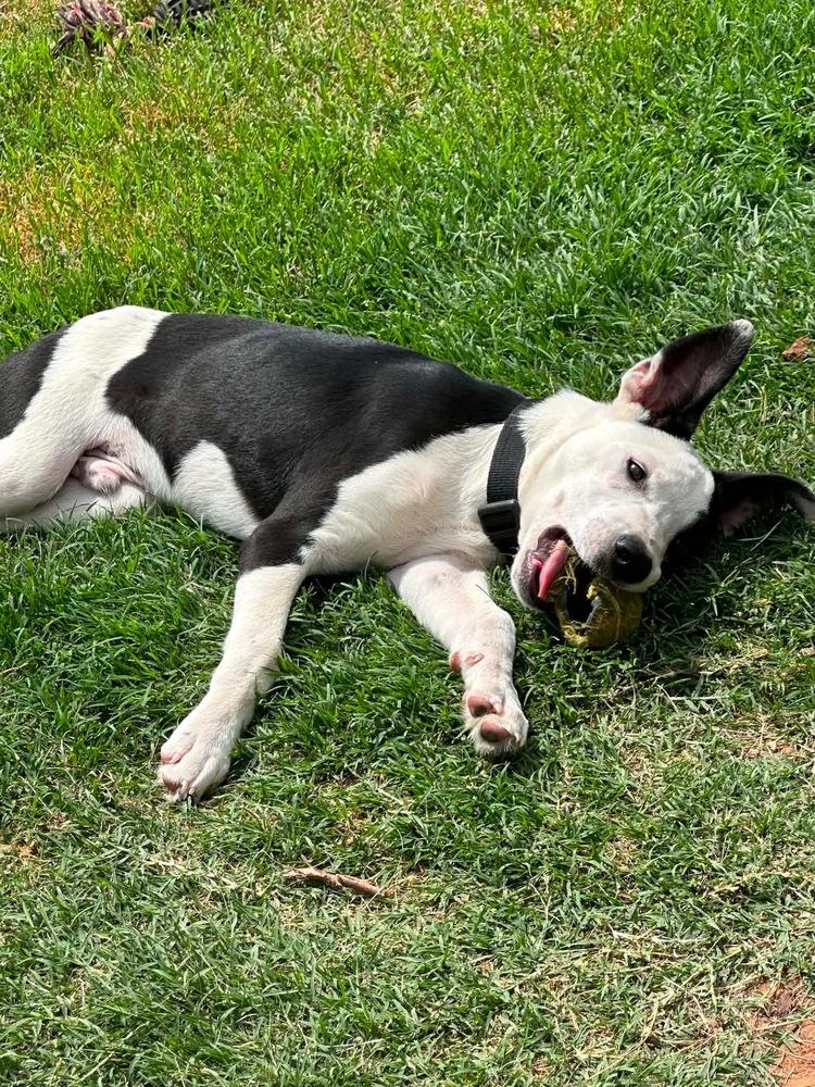 Enlarge Asher, a Adoptable mixed breed in Warr Acres, OK image 3/5