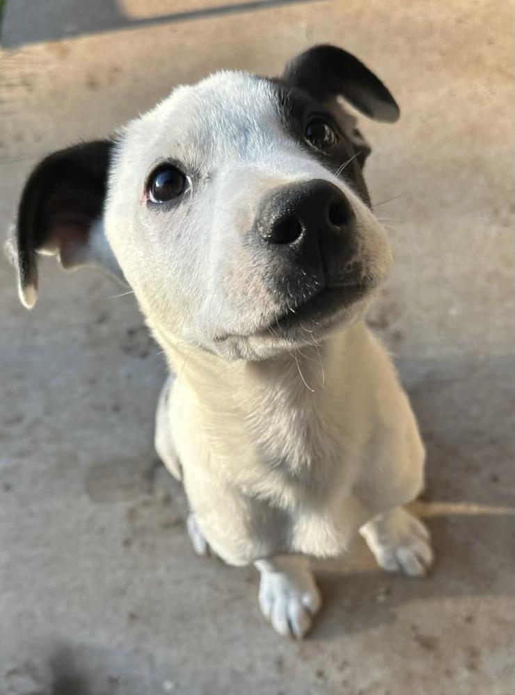 Enlarge Asher, a Adoptable mixed breed in Warr Acres, OK image 3/6