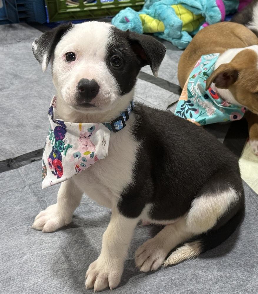 Asher, a Adoptable mixed breed in Warr Acres, OK image 5/6