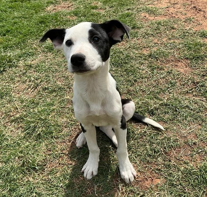 Enlarge Asher, a Adoptable mixed breed in Warr Acres, OK image 5/6
