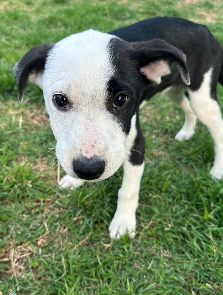 Enlarge Asher, a Adoptable mixed breed in Warr Acres, OK image 5/6