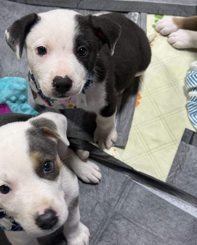 Asher, a Adoptable mixed breed in Warr Acres, OK image 6/6