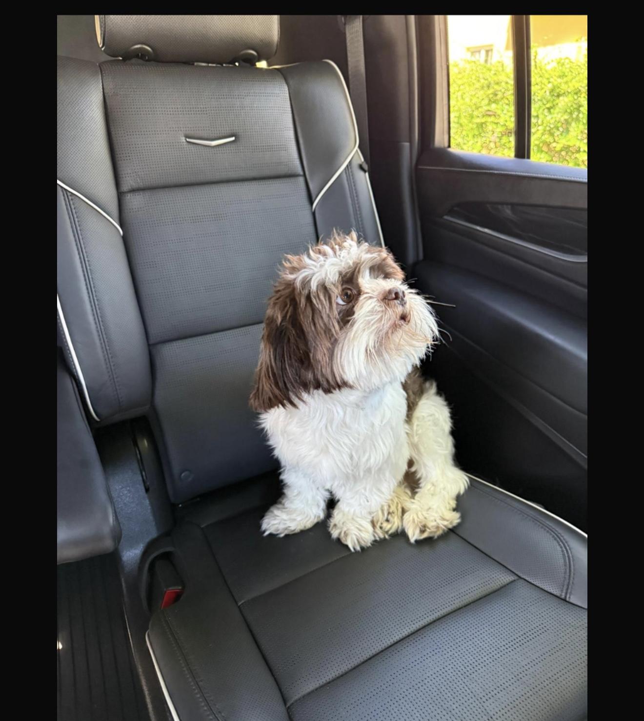 Canelo, adopted, Young Male Shih Tzu.