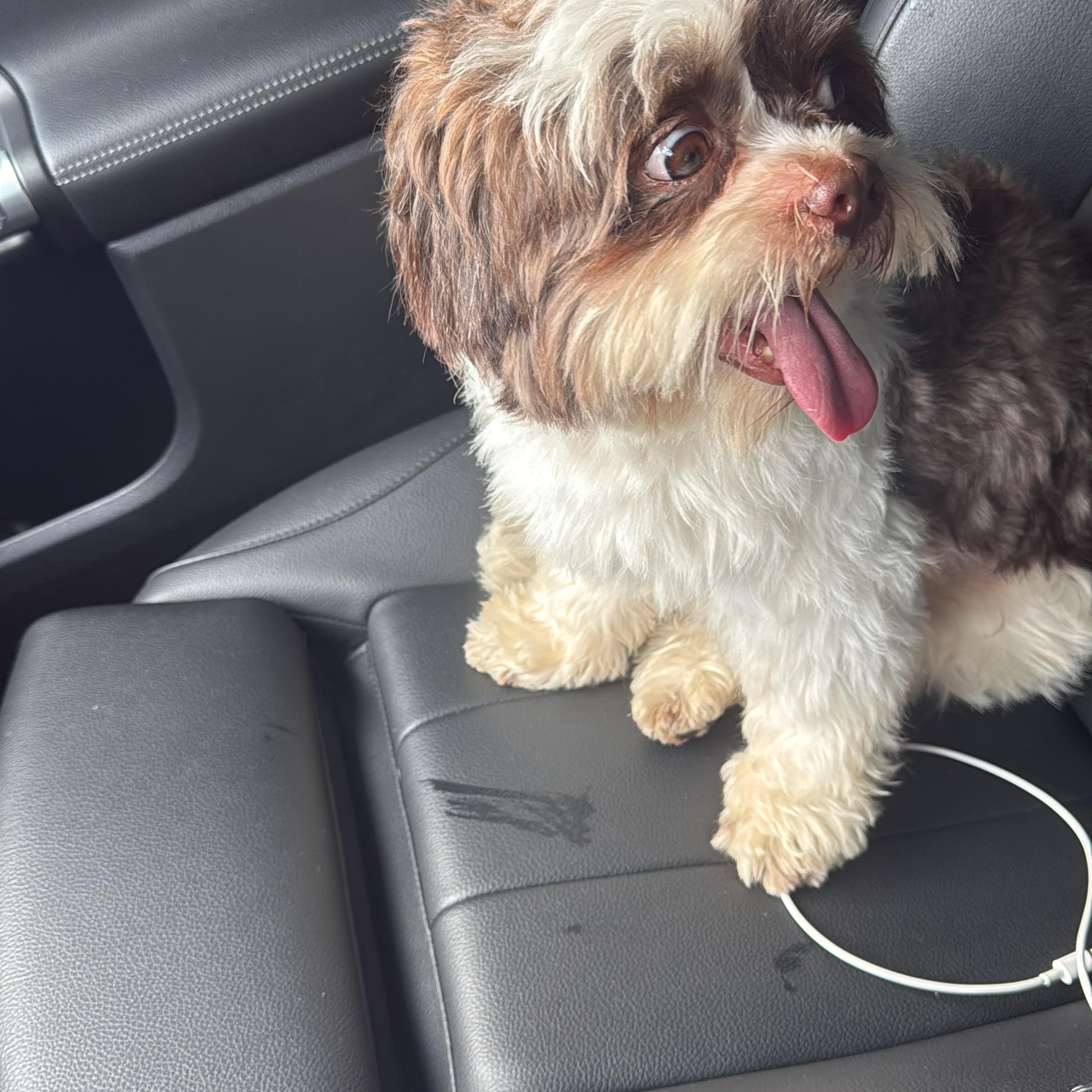 Canelo, an adopted Shih Tzu in fort lauderdale, FL image 3/3