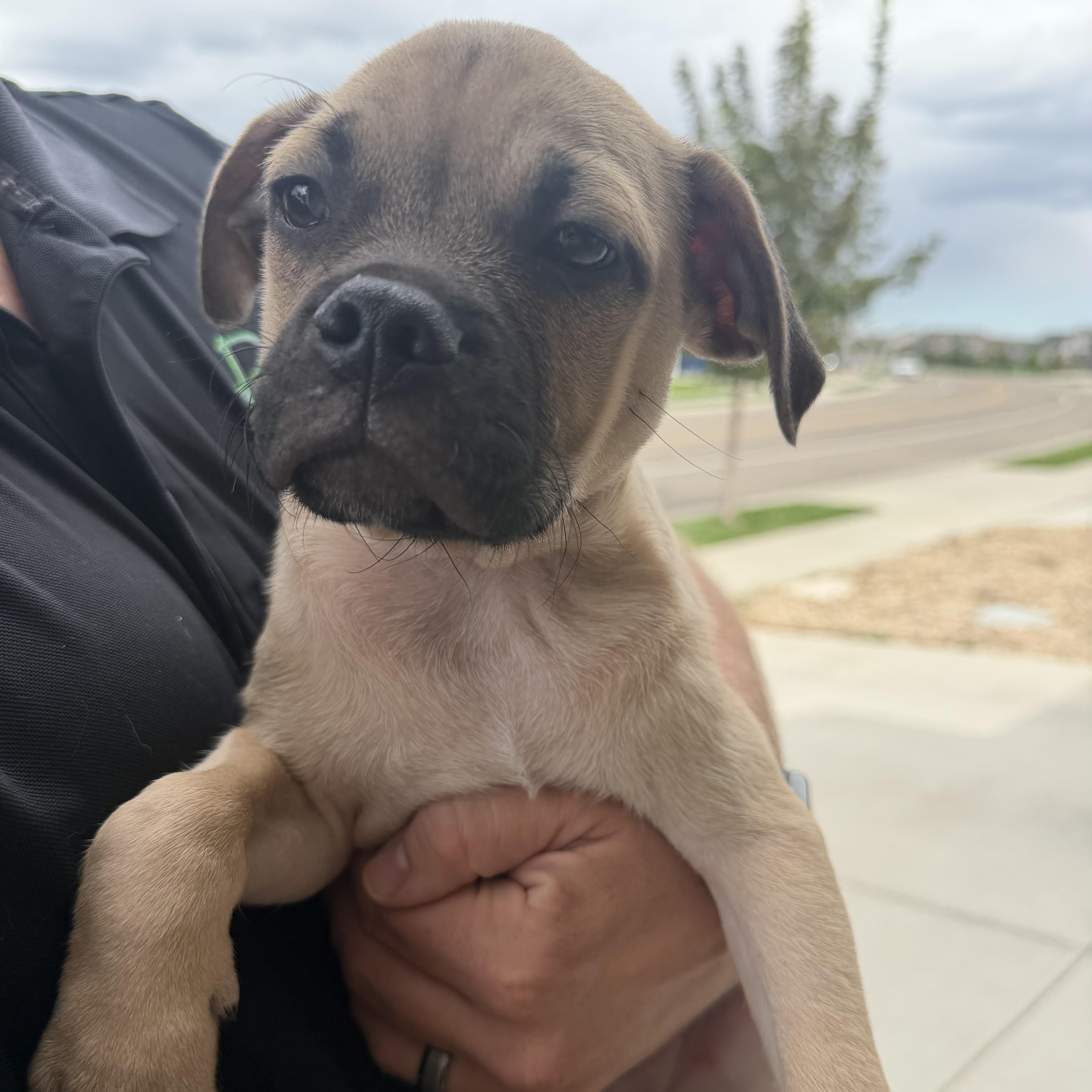 Enlarge Spencer, a Adoptable mixed breed in Fort Collins, CO image 1/2