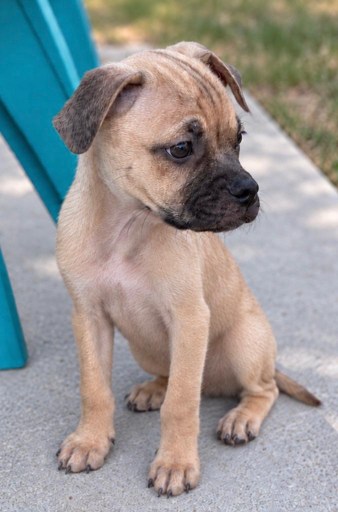 Enlarge Spencer, a Adoptable mixed breed in Fort Collins, CO image 2/2