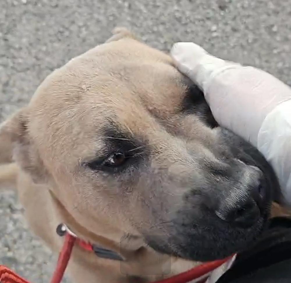 Enlarge Alabama, a Adoptable mixed breed in Herriman, UT image 1/5