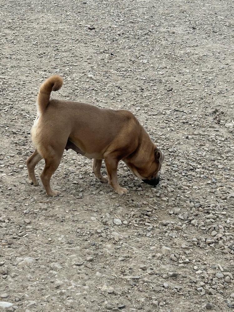 Enlarge Alabama, a Adoptable mixed breed in Herriman, UT image 2/5