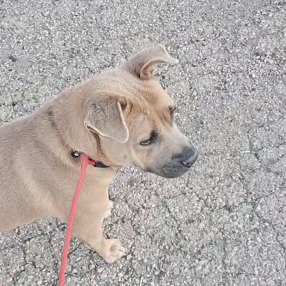 Enlarge Alabama, a Adoptable mixed breed in Herriman, UT image 3/5