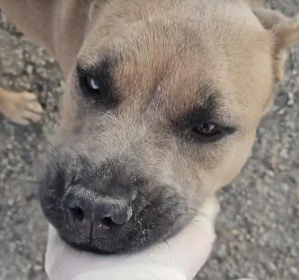 Enlarge Alabama, a Adoptable mixed breed in Herriman, UT image 4/5