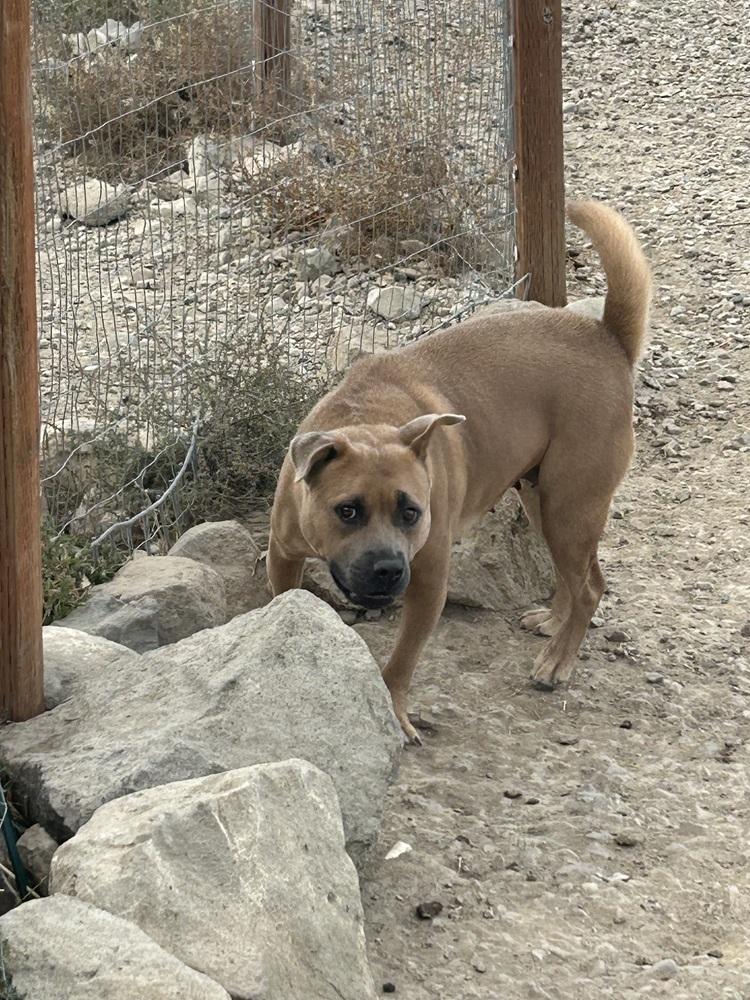 Alabama, Adoptable, Young Female Shar-Pei & Chow Chow.