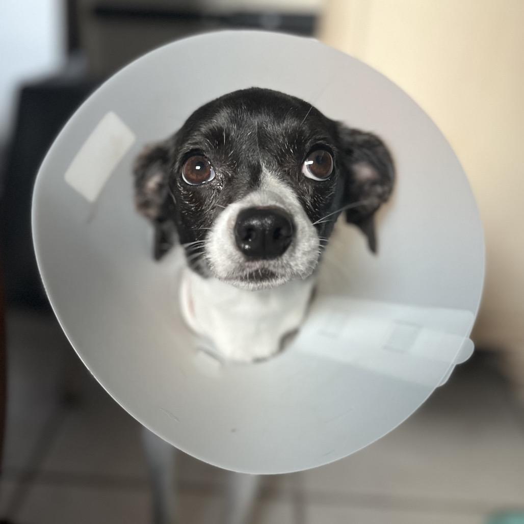 Enlarge Weasel, a Adoptable mixed breed in Merritt Island, FL image 1/1