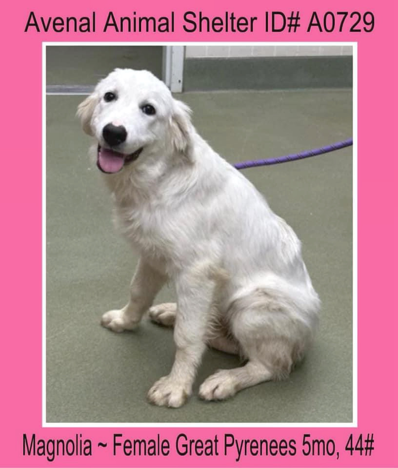 Magnolia, Adopted, Puppy Female Great Pyrenees.