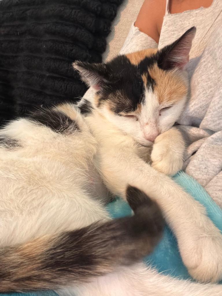 Enlarge Rosa, a Adoptable mixed breed in Murray, KY image 2/6