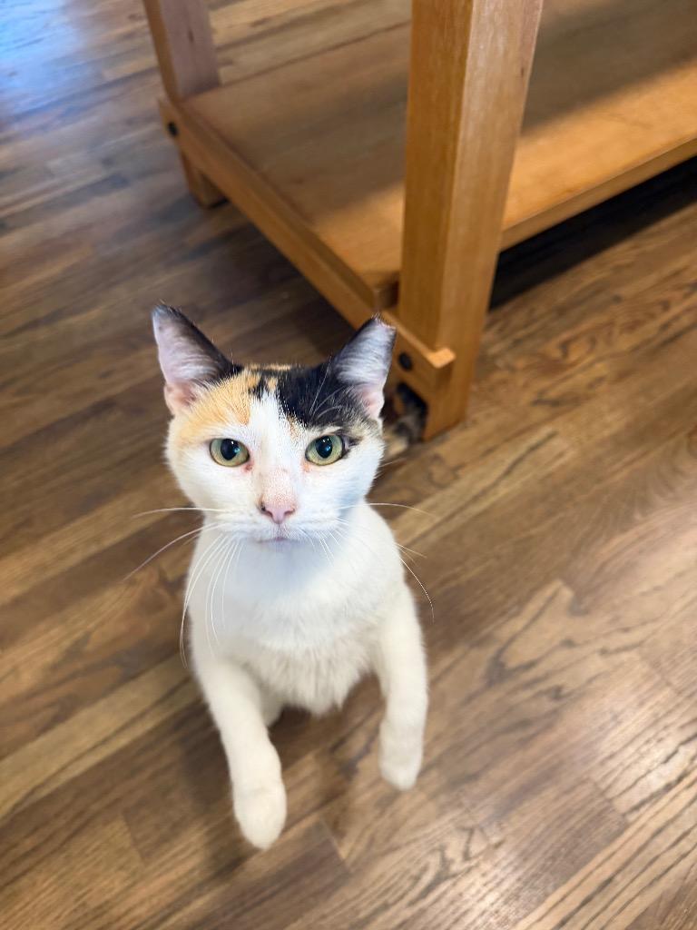 Enlarge Rosa, a Adoptable mixed breed in Murray, KY image 4/6