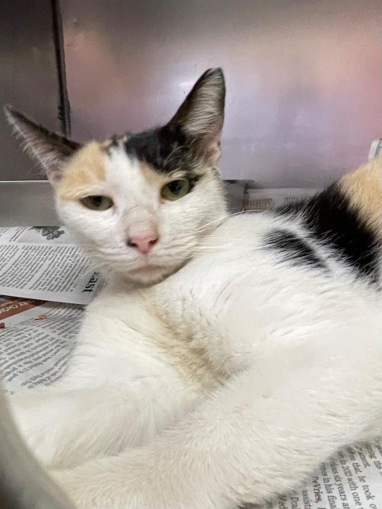 Rosa, Adoptable, Adult Female Domestic Short Hair.