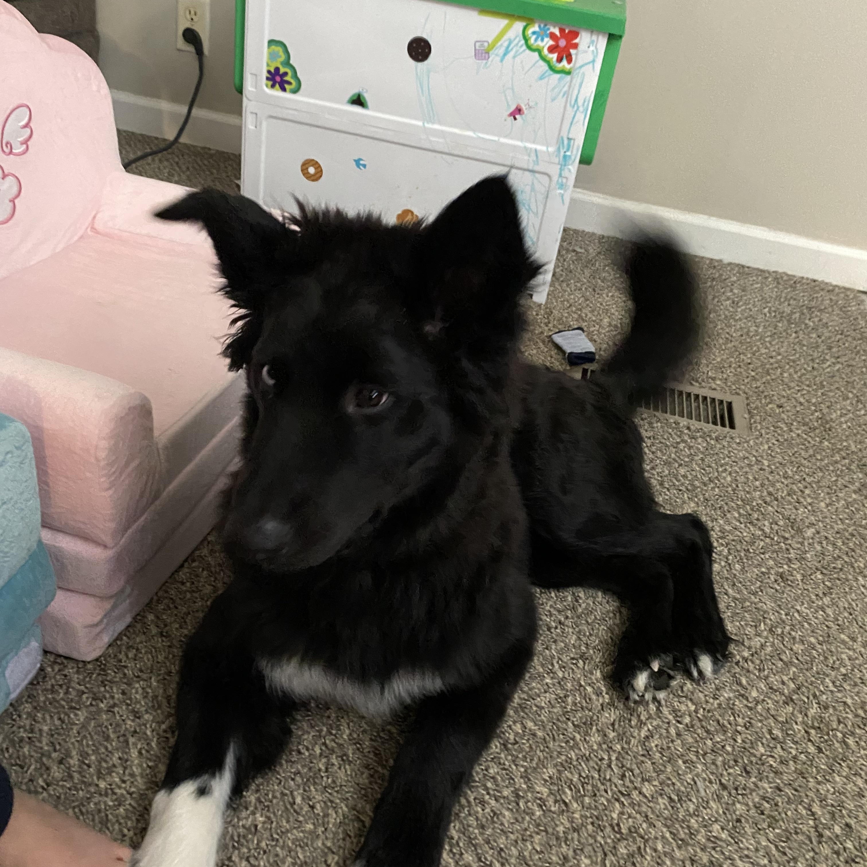 Enlarge Captain , an adopted mixed breed in LaFollette, TN image 4/5