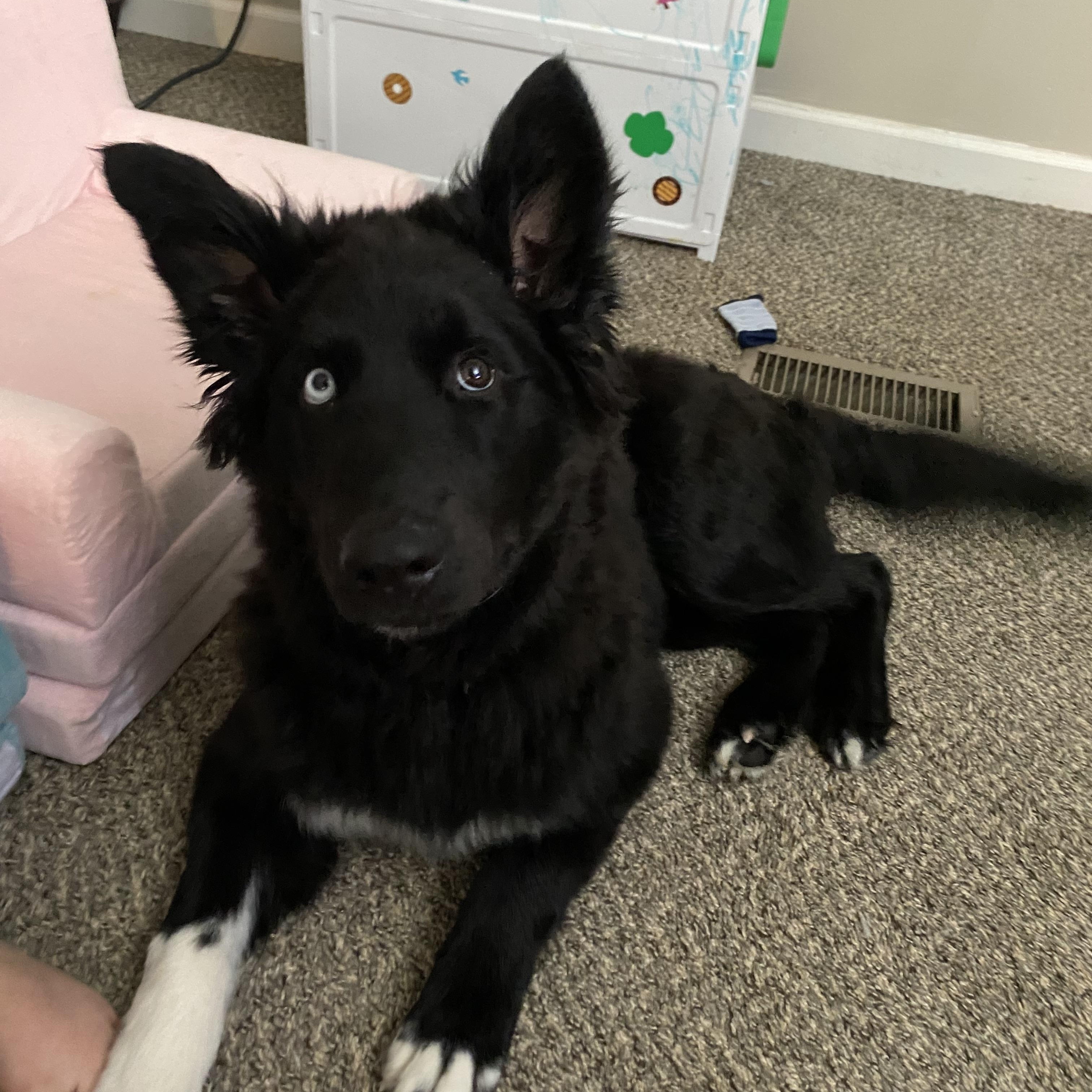 Enlarge Captain , an adopted mixed breed in LaFollette, TN image 3/5