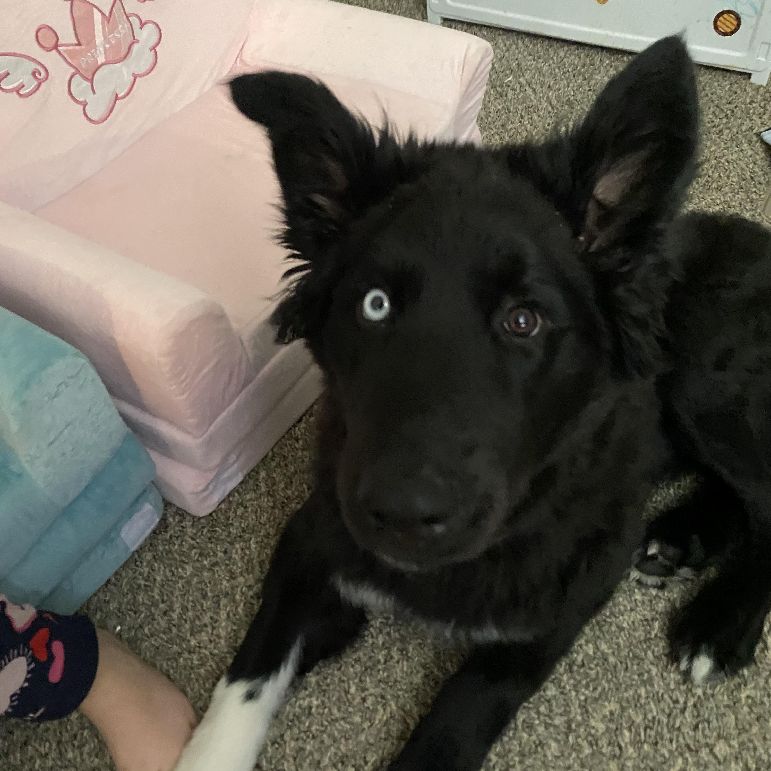 Enlarge Captain , an adopted mixed breed in LaFollette, TN image 2/5