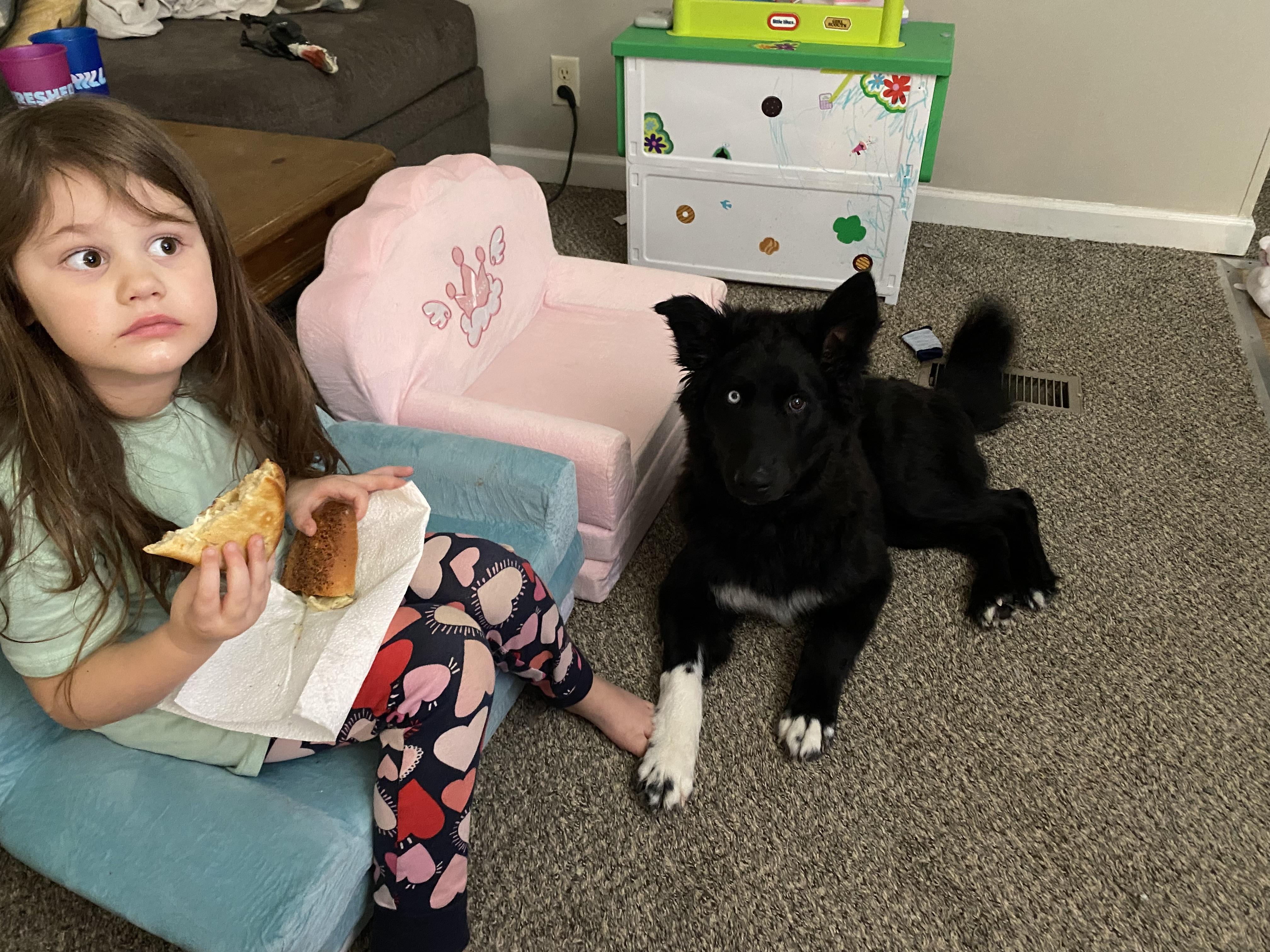 Enlarge Captain , an adopted mixed breed in LaFollette, TN image 5/5