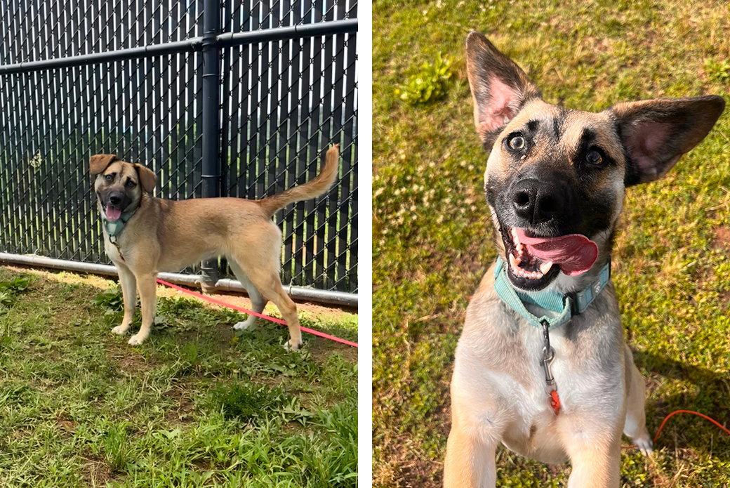 Susie, Adoptable, Adult Female Mixed Breed.