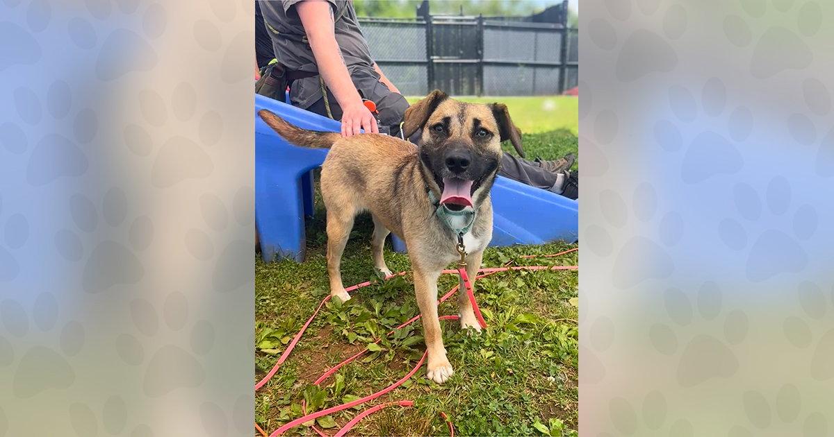 Susie, a Adoptable Mixed Breed in Weaverville, NC image 2/3