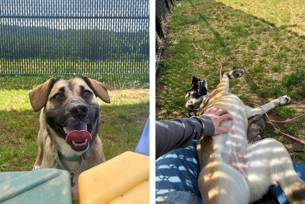 Susie, a Adoptable Mixed Breed in Weaverville, NC image 3/3