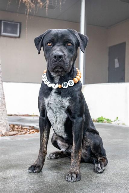 GUNTHER, Adoptable, Adult Male Bluetick Coonhound & Mixed Breed.