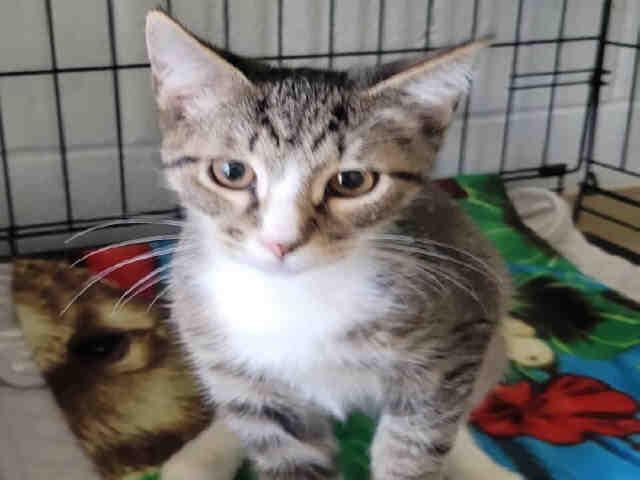 AIOLI, Adoptable, Adult Male Domestic Short Hair.