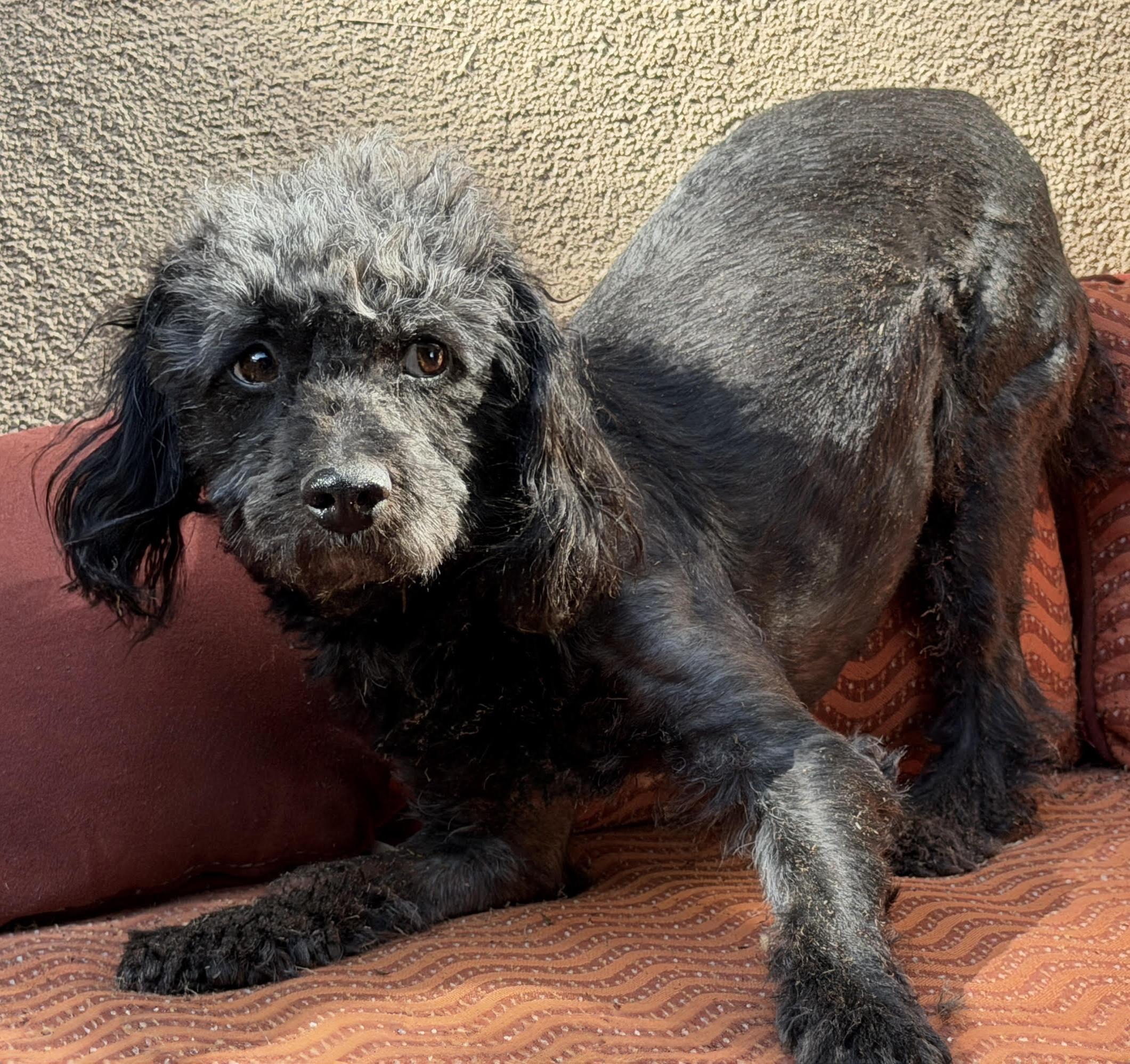 Notable Lil Mr Nassar, Gentle House Boy, an adopted Poodle (Toy) in Albuquerque, NM image 2/2