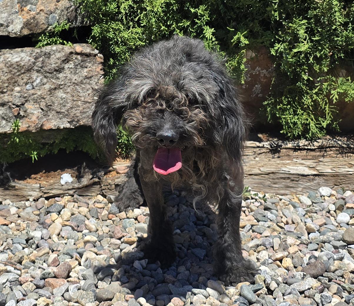 Notable Lil Mr Nassar, Gentle House Boy, adopted, Young Male Poodle (Toy).