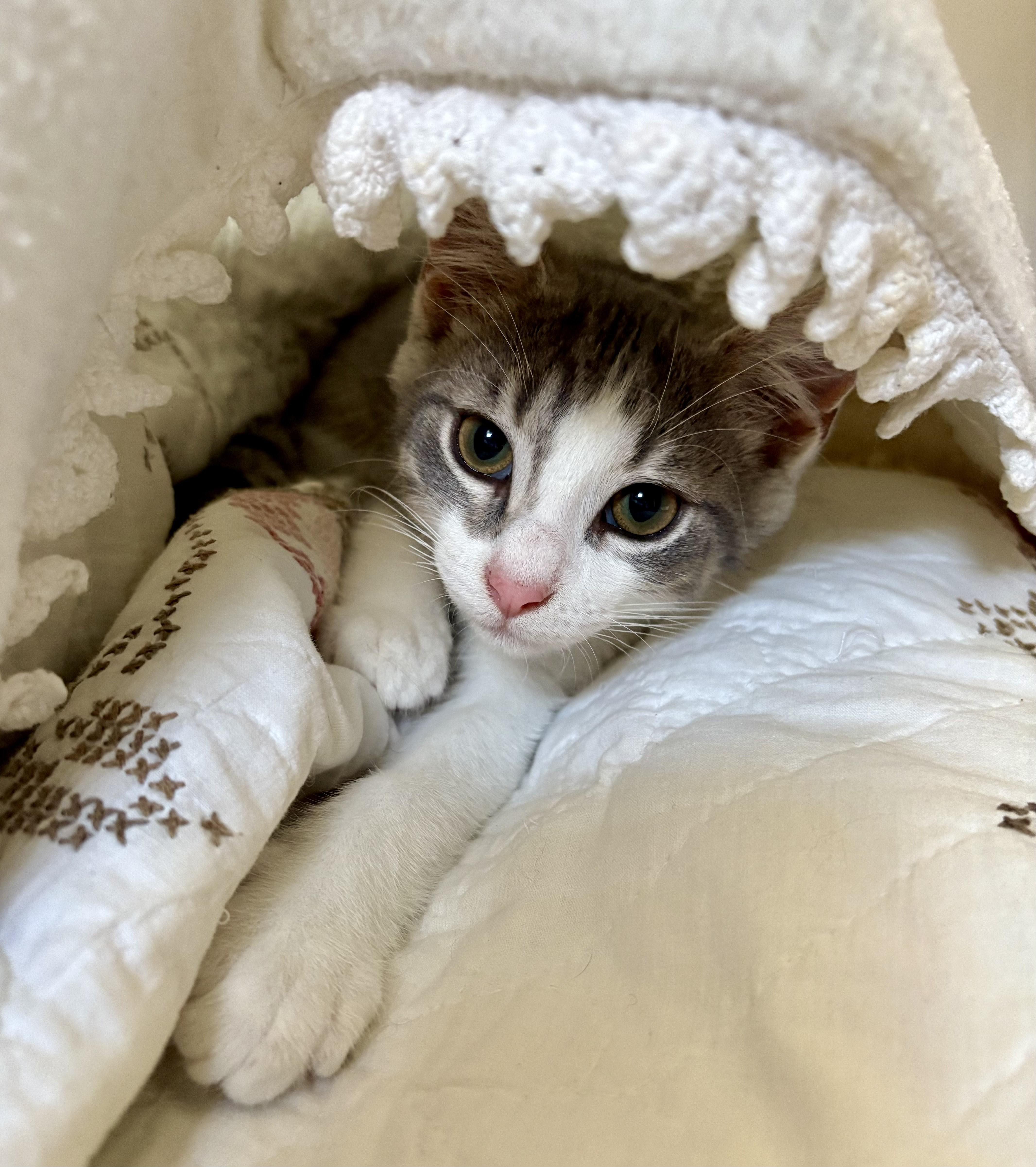 Anchovy, an adopted Domestic Short Hair in Milwaukee, WI image 3/6