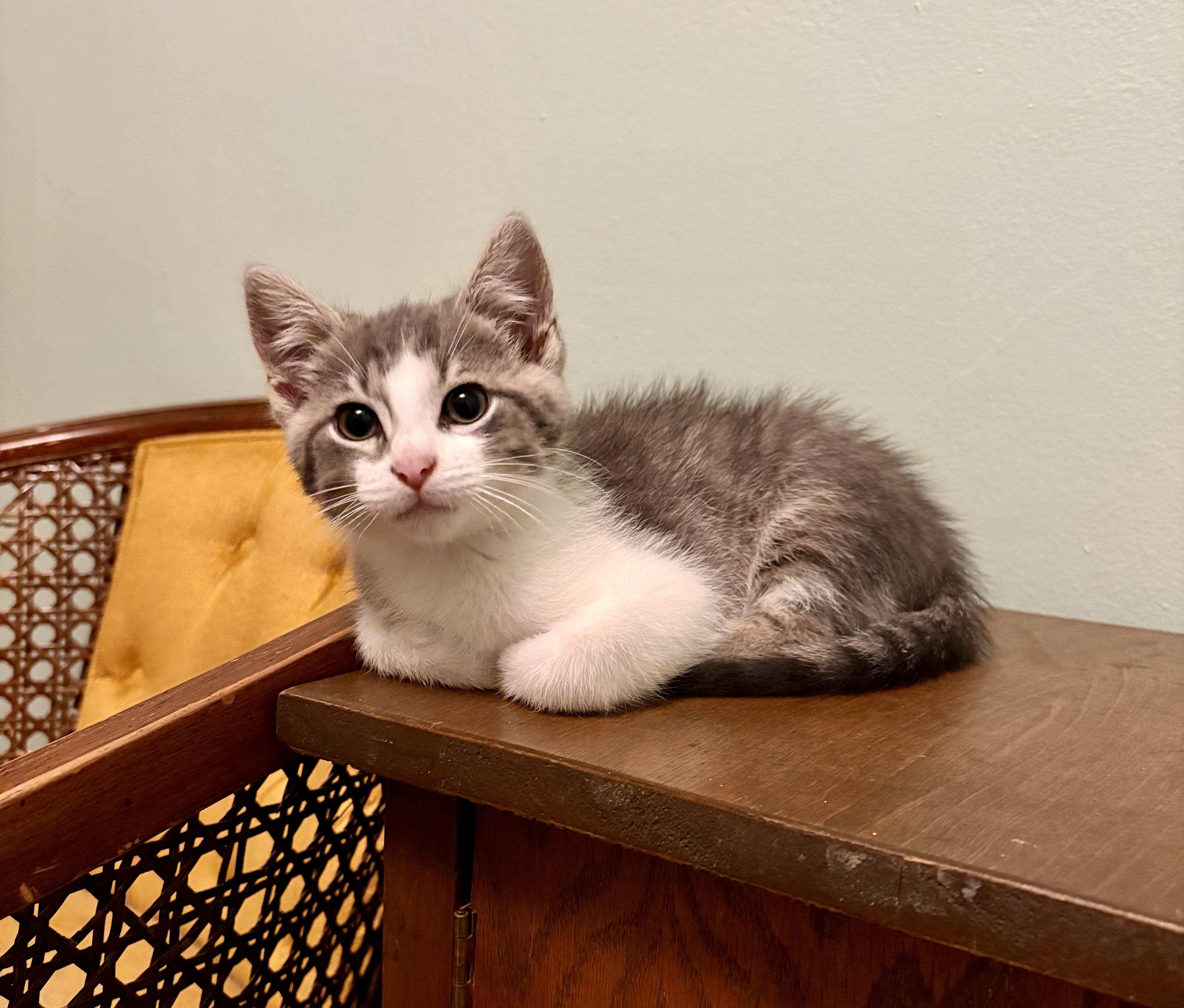 Anchovy, an adopted Domestic Short Hair in Milwaukee, WI image 5/6