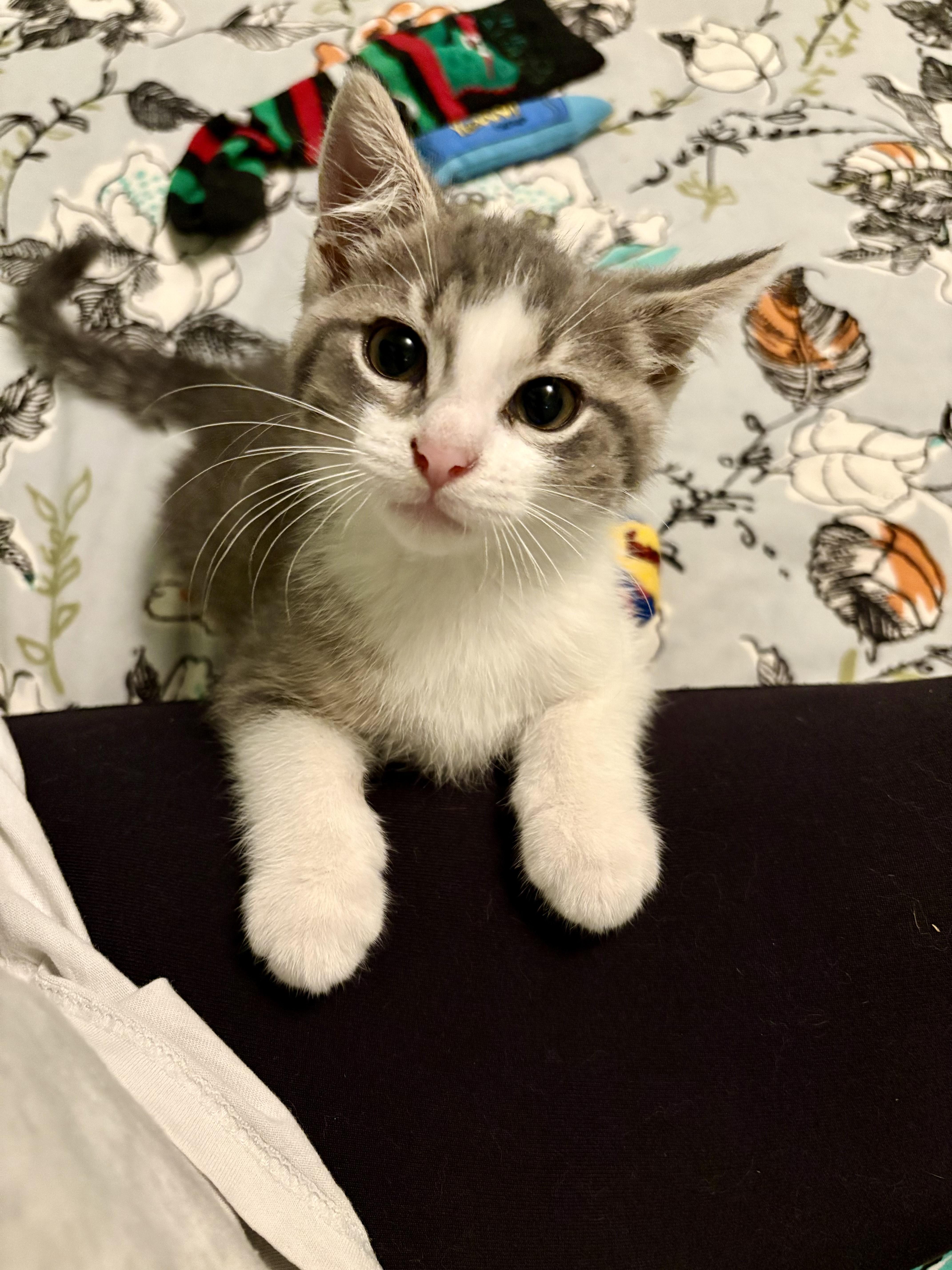 Anchovy, an adopted Domestic Short Hair in Milwaukee, WI image 4/6