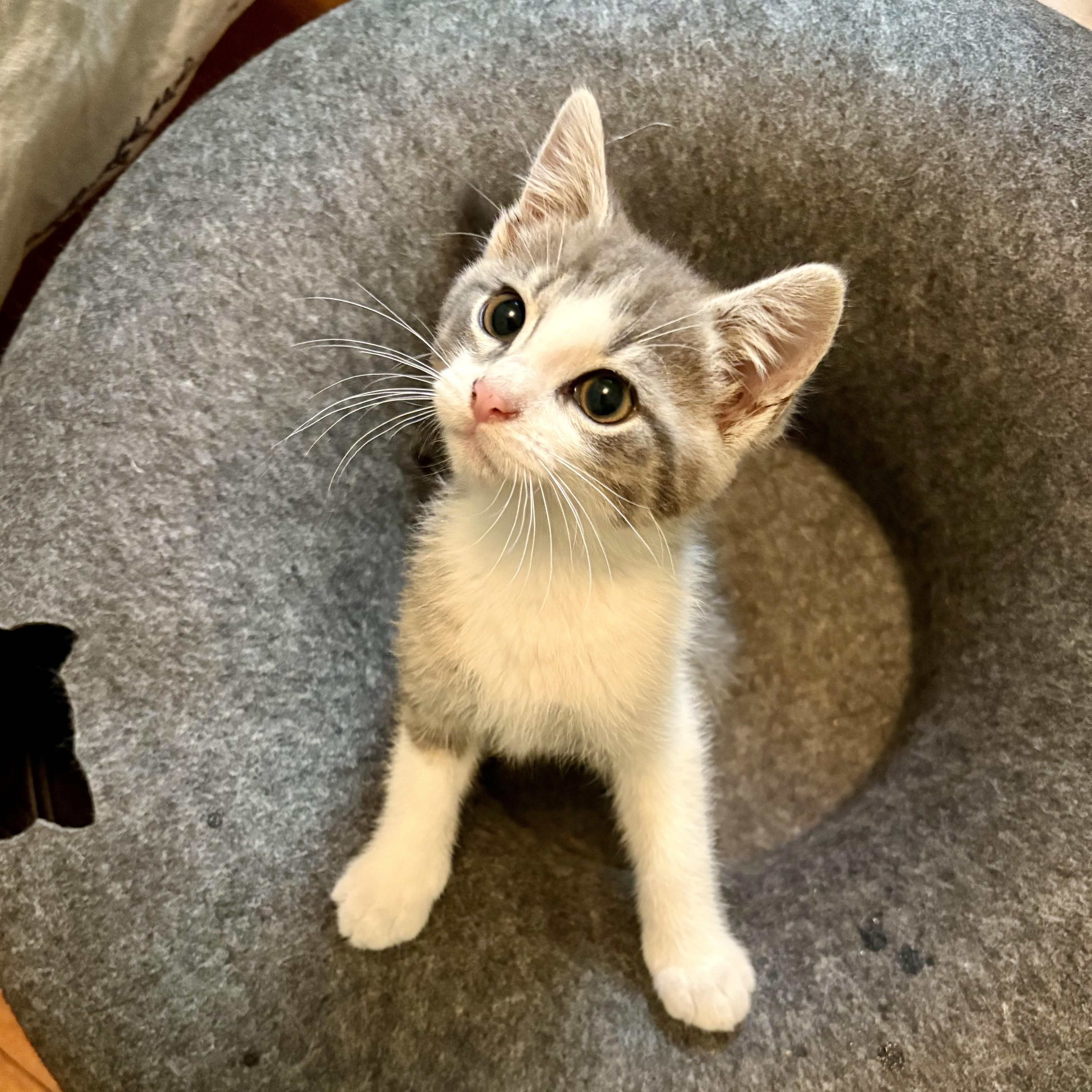 Anchovy, adopted, Kitten Male Domestic Short Hair.
