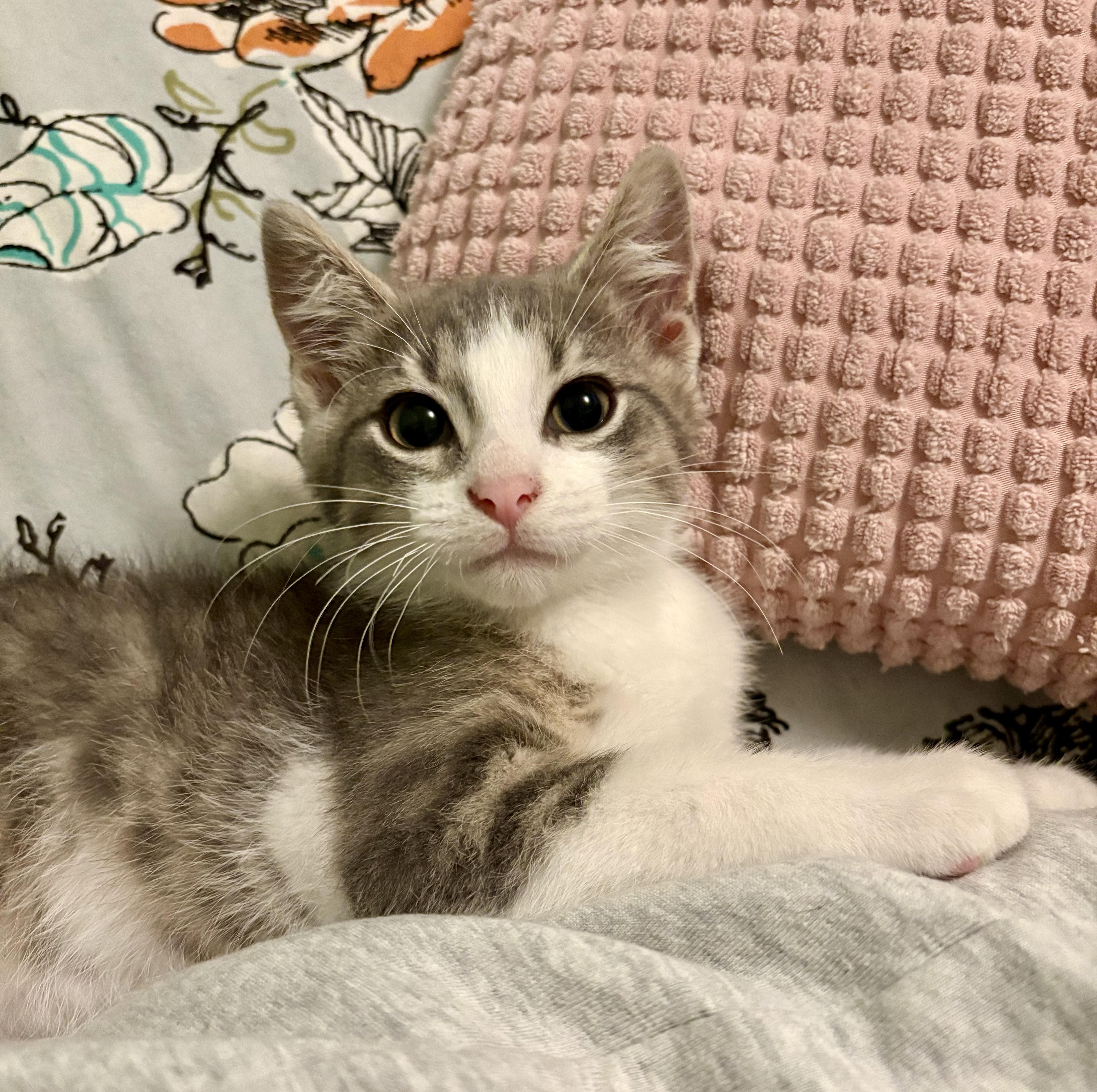 Anchovy, an adopted Domestic Short Hair in Milwaukee, WI image 2/6