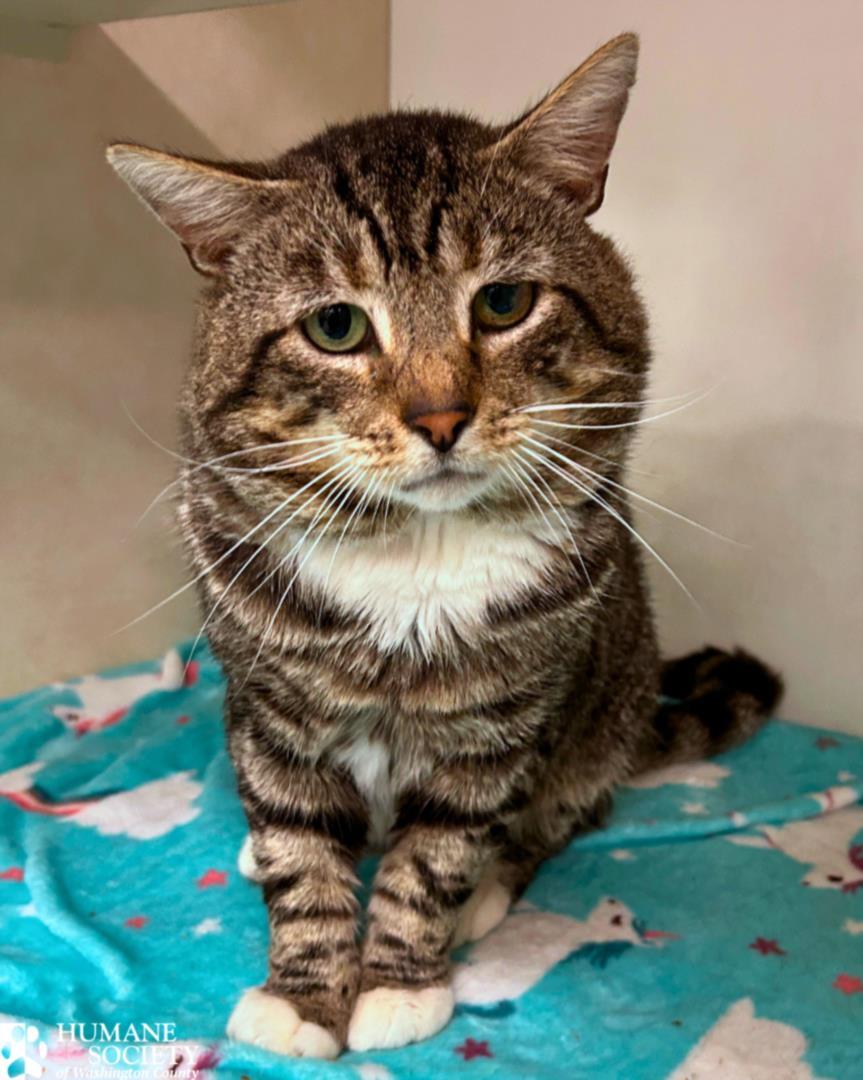 MOUNTAIN MAN, Adoptable, Adult Male Domestic Medium Hair.