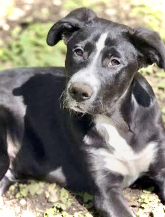 Cupid, Adoptable, Young Male Border Collie & Labrador Retriever.