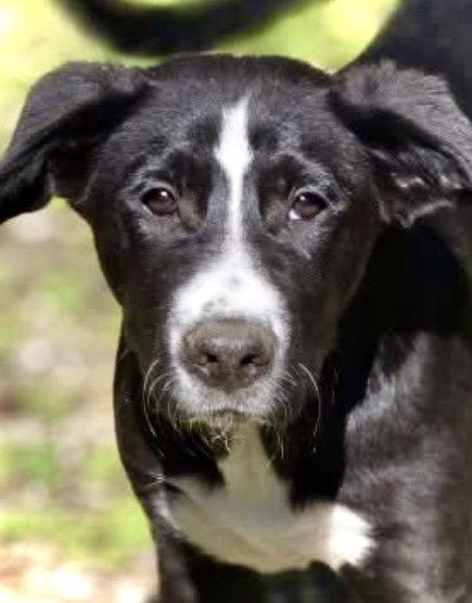 Cupid, Adoptable, Young Male Mixed Breed.