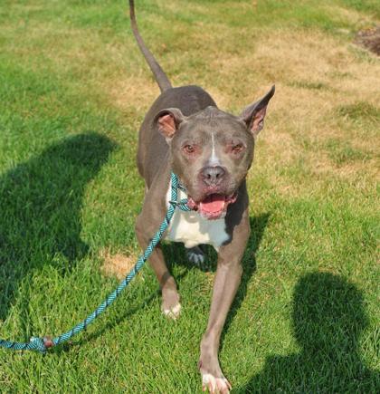 Rigby, Adoptable, Senior Male Pit Bull Terrier & Mixed Breed.