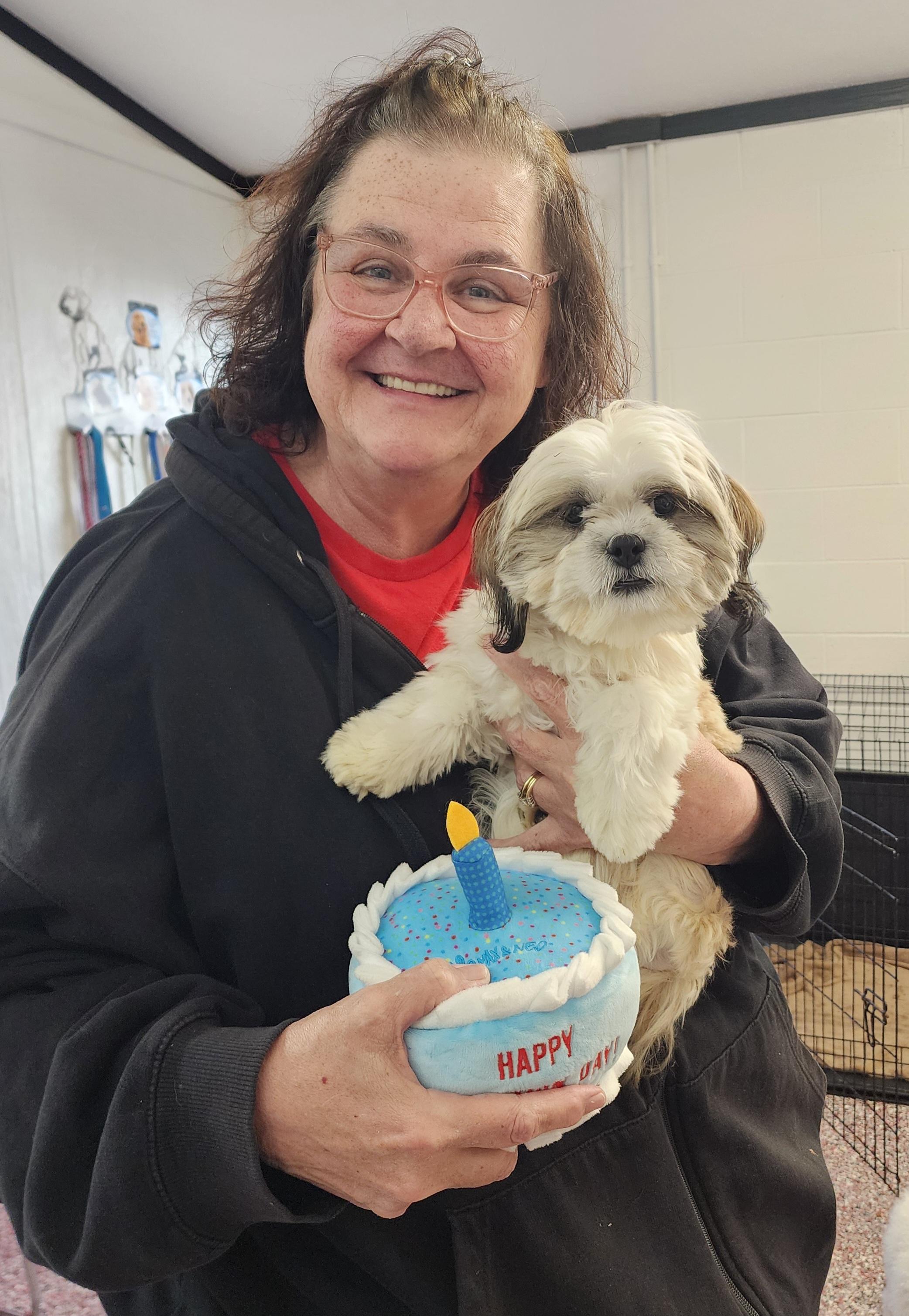 Enlarge Harvey, an adopted Shih Tzu in Wheelersburg, OH image 1/1